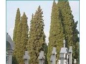 curiosa relación ciprés cementerios