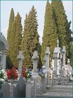La curiosa relación del ciprés y los cementerios