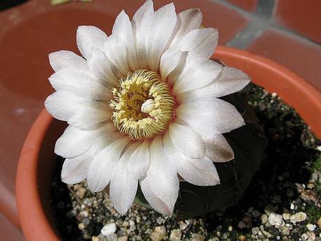 Os lo diré con flores.