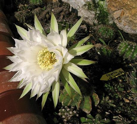 Os lo diré con flores.