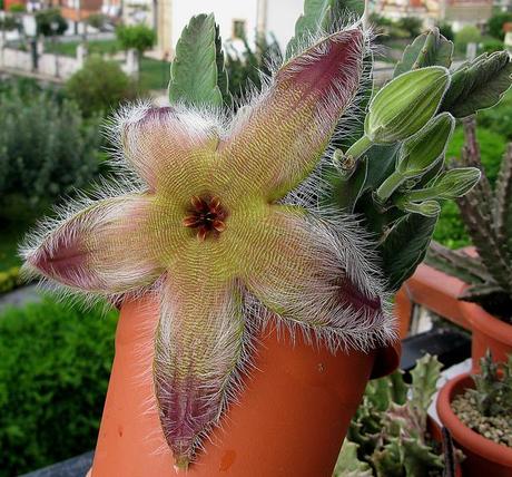 Os lo diré con flores.