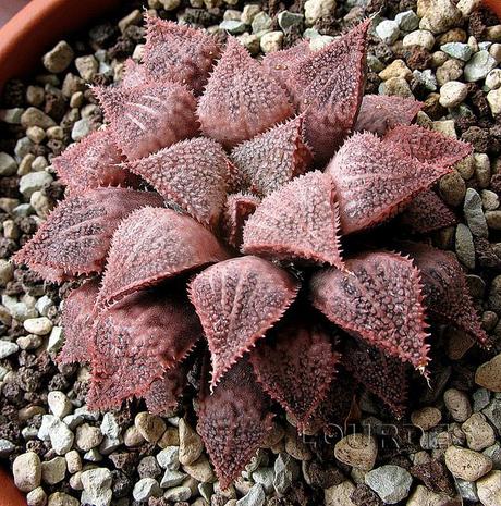 Os lo diré con flores.