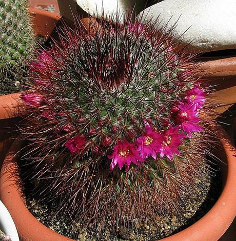 Os lo diré con flores.