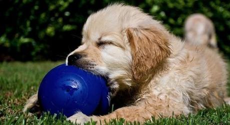 Perro intentando de masticar una pelota