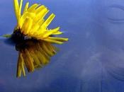 Linaje jerárquico: sabios profetas