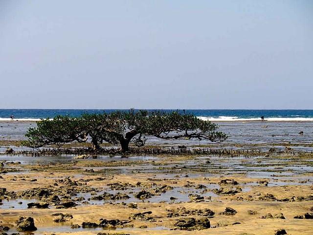 Entre manglares en ruinas