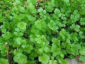 El aceite de cilantro podría acabar con infecciones transmitidas por alimentos y ser una alternativa natural a los antibióticos