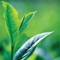 Té verde contra trastornos genéticos y tumores