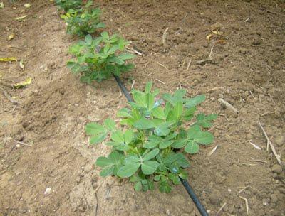 LOS CACAHUETES, OTRO NUEVO HUESPED DE MI HUERTO