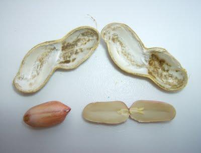 LOS CACAHUETES, OTRO NUEVO HUESPED DE MI HUERTO