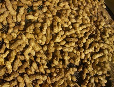 LOS CACAHUETES, OTRO NUEVO HUESPED DE MI HUERTO