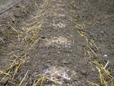 LOS CACAHUETES, OTRO NUEVO HUESPED DE MI HUERTO