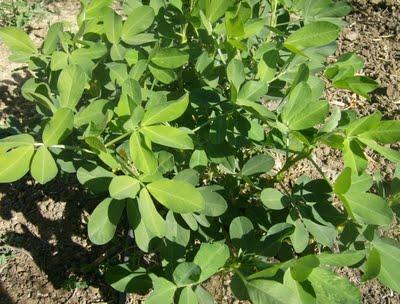 LOS CACAHUETES, OTRO NUEVO HUESPED DE MI HUERTO