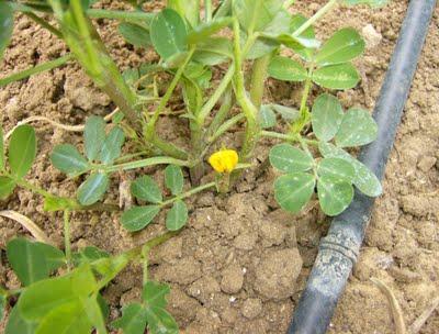 LOS CACAHUETES, OTRO NUEVO HUESPED DE MI HUERTO