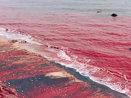 Playa roja de Panjin, un espectacular paisaje en China