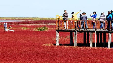 Playa roja de Panjin, un espectacular paisaje en China