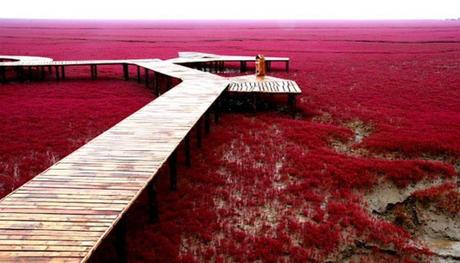 Playa roja de Panjin, un espectacular paisaje en China