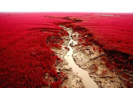 Playa roja de Panjin, un espectacular paisaje en China