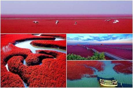 Playa roja de Panjin, un espectacular paisaje en China