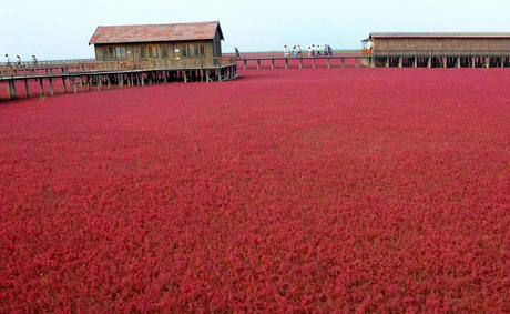 Playa roja de Panjin, un espectacular paisaje en China