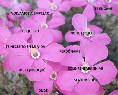 Perdonando y Pidiendo Perdón