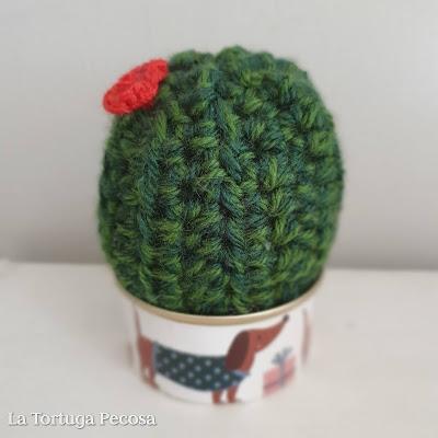 CACTUS THRITY-THREE CACTUS THRITY-THREE