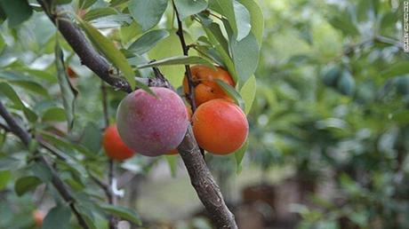 El maravilloso árbol donde crecen más de 40 tipos de frutas