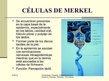 LA SENSACIÓN TÁCTIL