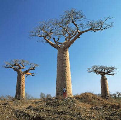 Pink Floyd - Delicate Sound of Thunder (1988) Pink Floyd - Delicate Sound of Thunder (1988)