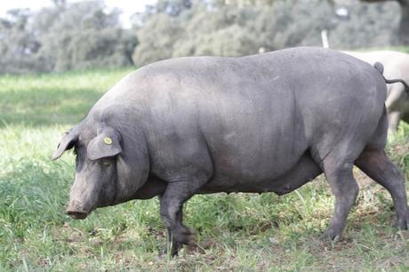 Híncale el diente al cerdo ibérico de bellota 2021