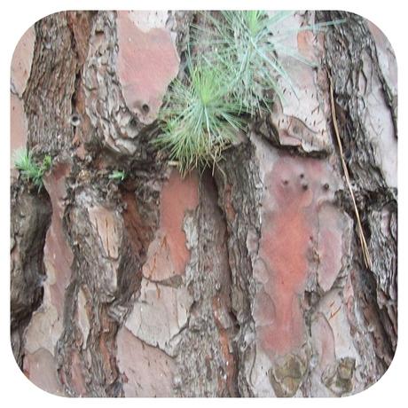 La sed del pino La sed del pino