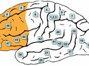 funciones ejecutivas