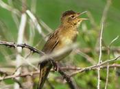 buscarla pintoja canta