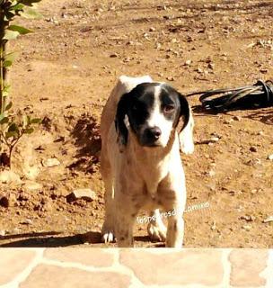 Ayuda a una perra abandonada Ayuda a una perra abandonada