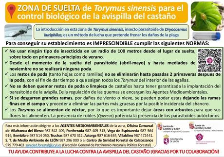La Junta retoma las sueltas del parasitoide Torymus sinensis para el control de la avispilla del castaño en León 14