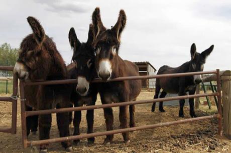 Crónicas del Campo Santo, Crónica Nº 25 Crónicas del Campo Santo, Crónica Nº 25