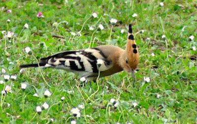 DEL COLIRROJO REAL A LA ABUBILLA