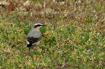 DEL COLIRROJO REAL A LA ABUBILLA