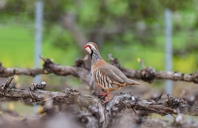 Castilla-La Mancha retrasa la solicitud de la PAC hasta el 15 de mayo y aplicará la condicionalidad laboral para poder cobrarla Castilla-La Mancha retrasa la solicitud de la PAC hasta el 15 de mayo y aplicará la condicionalidad laboral para poder cobrarla