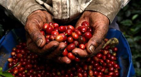 Científicos se preguntan si podría el cambio climático significar el fin del café colombiano