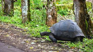 Tortuga gigante de Galápagos