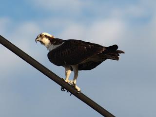 Ruta #3 Tamiami - 8.5 Square Mile Area - West Kendall