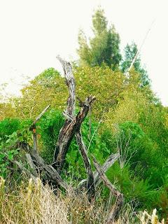 Ruta #3 Tamiami - 8.5 Square Mile Area - West Kendall