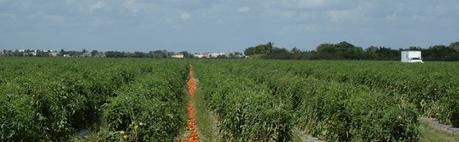 Ruta #3 Tamiami - 8.5 Square Mile Area - West Kendall