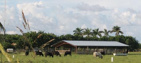 Ruta #3 Tamiami - 8.5 Square Mile Area - West Kendall