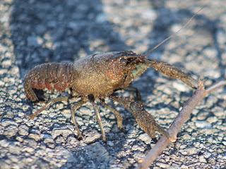 Ruta #3 Tamiami - 8.5 Square Mile Area - West Kendall