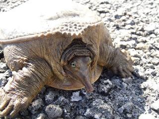 Ruta #3 Tamiami - 8.5 Square Mile Area - West Kendall