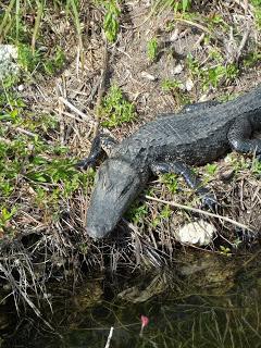 Ruta #3 Tamiami - 8.5 Square Mile Area - West Kendall