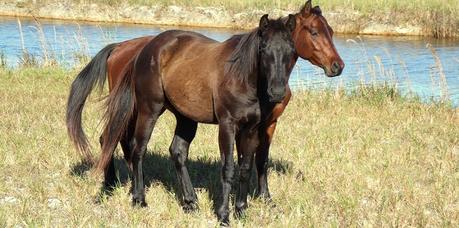 Ruta #3 Tamiami - 8.5 Square Mile Area - West Kendall