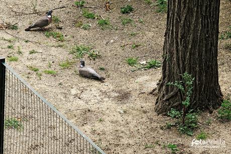 Palomas aposentadas fuera de la jaula - Fotografía